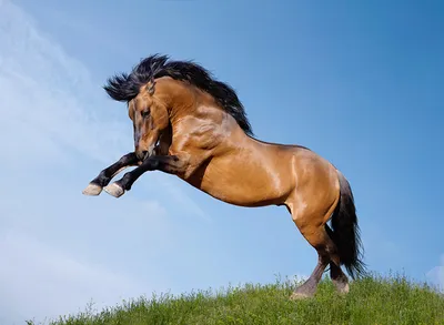 Картинки лошадь прыгать Животные