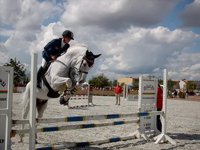 Лошадь преодолевает препятствие Показать прыжки Стоковое Фото - изображение  насчитывающей галоп, намордник: 158018188