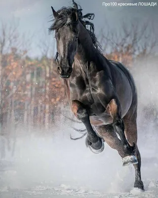 5 фаз прыжка на лошади | Литлпони | Дзен