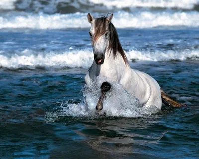 Конь в прыжке» — создано в Шедевруме