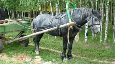 Деревенская конная упряжка. Лошадь запряженная в телегу Stock Photo | Adobe  Stock