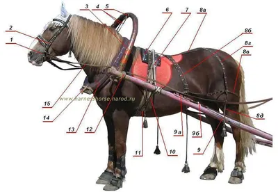 Серая лошадь в упряжке ожидает наездника Stock Photo | Adobe Stock