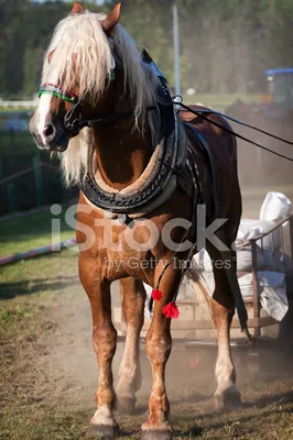 Лошадь в упряжке с дровами - купить по выгодной цене | Salzburg crafts