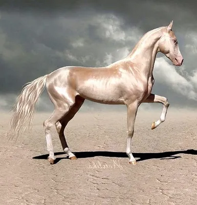 Ахалтекинская лошадь | °Конный спорт°-его секреты. | Дзен