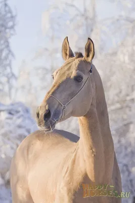 Ахалтекинские кони | Millilik