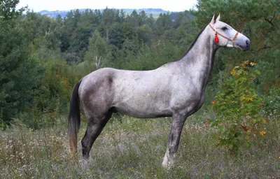 Ахалтекинская порода лошадей 🐎 шерсть…» — создано в Шедевруме