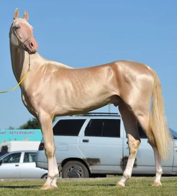 Представительство В Москве - - Кремовая ахалтекинская лошадь - королевская  порода лошадей. Кремовая ахалтекинская лошадь самая редкая и удивительная  масть. Кожа у таких лошадей розового цвета, а глаза голубые или  зеленоватые. В