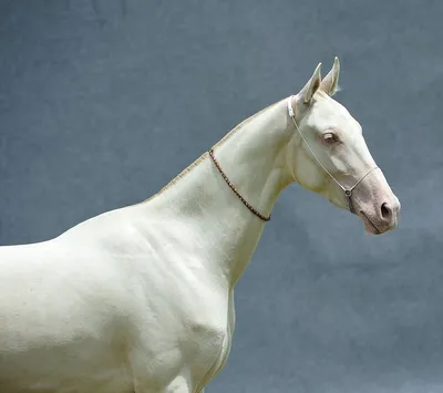 Ахалтекинская лошадь: полет небесного скакуна: Характер ахалтеке