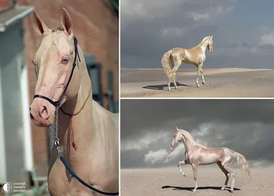 Ахалтекинская лошадь золотистой масти …» — создано в Шедевруме