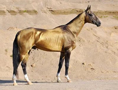 Ахалтекинская лошадь: описание породы