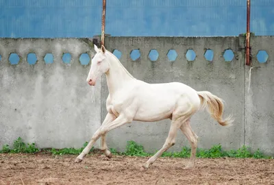 Ахалтекинская лошадь (akhal-teke breed) фото и история породы