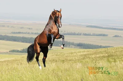 Ахалтекинские лошади. Фотограф в Москве Дудкова Юлия