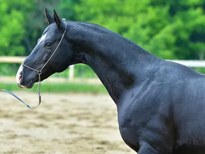 Ахалтекинская лошадь изабелловой масти…» — создано в Шедевруме
