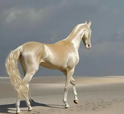 Изящная, милая лошадь ахалтекинской …» — создано в Шедевруме