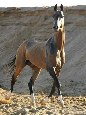 Фото Ахалтекинская лошадь. на фотохостинге Fotoload