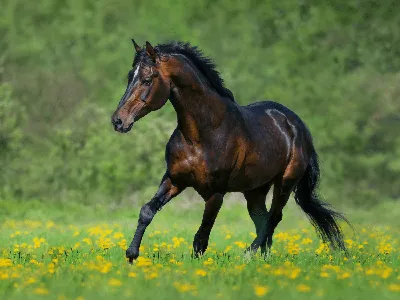 Чистокровная верховая порода лошадей. Фото, описание, история породы,  интересные факты. | Счастливые Лошади