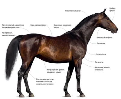 Чистокровная верховая порода лошадей: фото, описание, история  происхождения. » Сайт о лошадях KoHuKu.ru