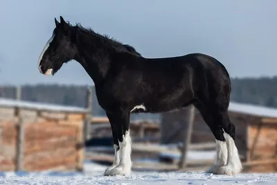 Новая порода лошадей может появиться в Казахстане - 16.06.2021, Sputnik  Казахстан