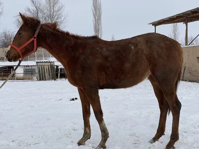 Аукцион лошадей чистокровной верховой породы прошёл в конном заводе «Восход»