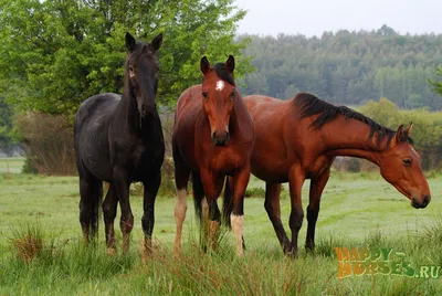 Выдающиеся лошади | Пикабу
