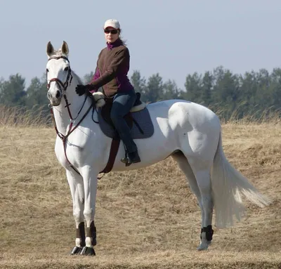ГКНБ изъял породистых лошадей Камчы Кольбаева за полмиллиона долларов