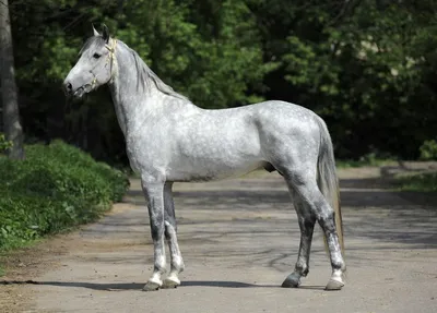 Выявлено еще 7 лошадей Камчы Кольбаева, их продадут на аукционе — ГКНБ -  26.10.2023, Sputnik Кыргызстан