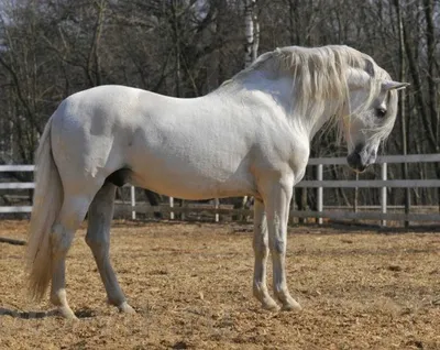 лошади белые стоковое изображение. изображение насчитывающей свободно -  48846603