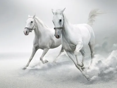 Две белые лошади скачут по темному фону Белая лошадь скачет галопом Фото И  картинка для бесплатной загрузки - Pngtree
