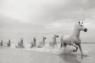 Фотообои Белые лошади на стену. Купить фотообои Белые лошади в  интернет-магазине WallArt