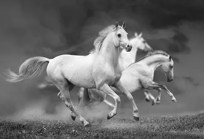 Белые лошади Камаргу | Пикабу