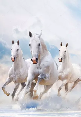 Картина Две белые лошади. Размеры: 60x40, Цена: 31250 рублей Художник  Тарасова Анна