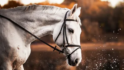 Картина на Холсте - \"Белые лошади\", размер 120х80 см - купить по низкой  цене в интернет-магазине OZON (992798127)