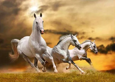 Картина Белые лошади. Размеры: 70x70, Год: 2022, Цена: 39000 рублей  Художник Островская Елизавета