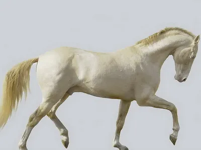 Белый конь - 73 фото