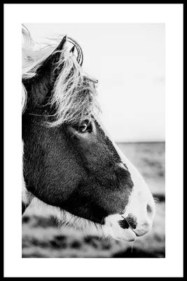 Черно-белая картина \"Бегущие белые лошади\"
