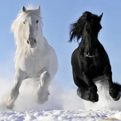 Лошадь белая рисунок - 84 фото