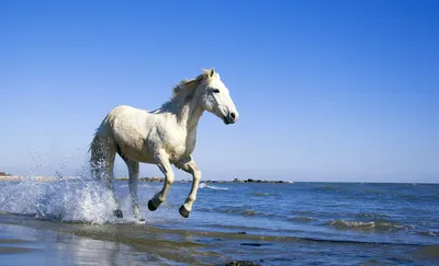 Белая лошадь томпсонов - 68 фото