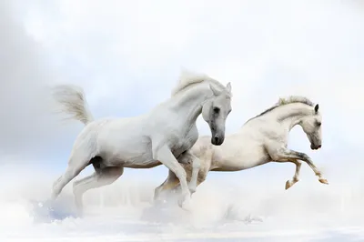 Раскраска животных лошади. раскраски животных раскраски лошади. Черно белые  раскраски.