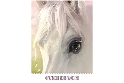 Белые лошади стоковое фото ©tanjakrstevska 5958856