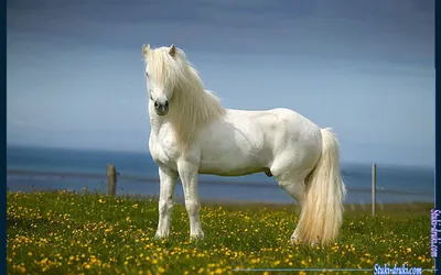 белые лошади бегут по грязному полю в солнечный день, семь лошадей на бегу  картинка, лошадь, Бег фон картинки и Фото для бесплатной загрузки