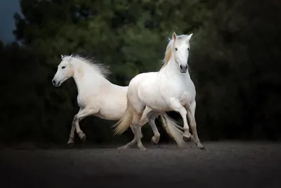 Рожденные волнами: белые лошади Камарга. Полудикие скакуны, которые живут  на берегу моря | Заметки о животных | Дзен