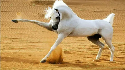 Арабские Лошади пустыни - Arabian Horses in desert! Арабские Скакуны -  Аравийские Лошади - YouTube