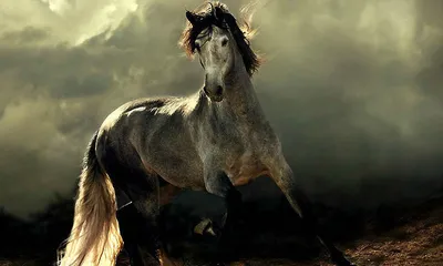 Популяризация, разведение и продажа Арабских лошадей редких мастей в России  - вороной, соловой, изабелловой, сабино и рабикано