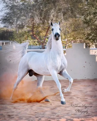 Лошади которые \"упиваются воздухом\". Арабские скакуны. | HeppyKriss | Дзен