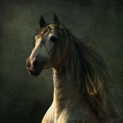 Арабские скакуны. Красивывые фото лошадей... (30 фото) | PulsON — все самые  интересные события в мире. | Beautiful horses, Horse photos, Horses