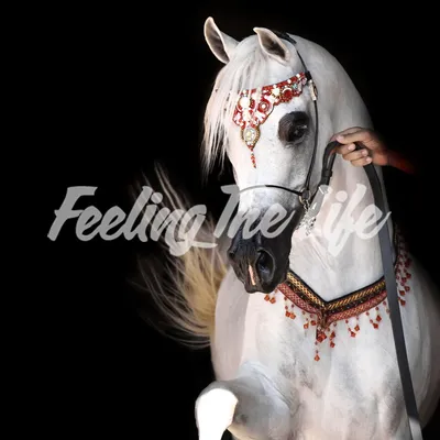 Арабские скакуны. Красивывые фото лошадей... (30 фото) | PulsON — все самые  интересные события в мире. | Horses, Andalusian horse, Pretty horses