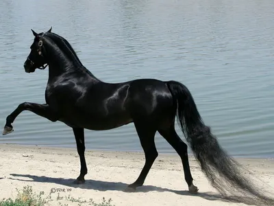 Рисунок арабской лошади - 63 фото