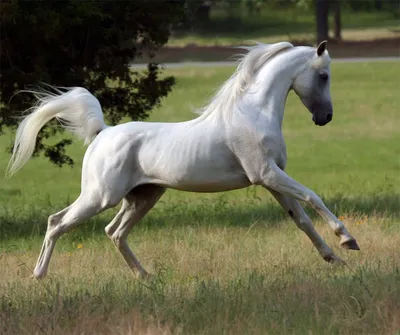 $70 млн за животное: топ-7 самых дорогих пород лошадей