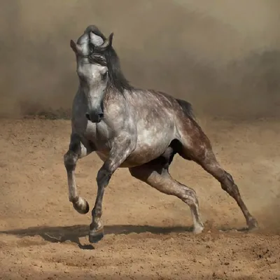 Арабский чистокровый конь | Пикабу