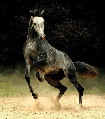 Самые дорогие лошади в мире (породы) с фото | Horseka Resort